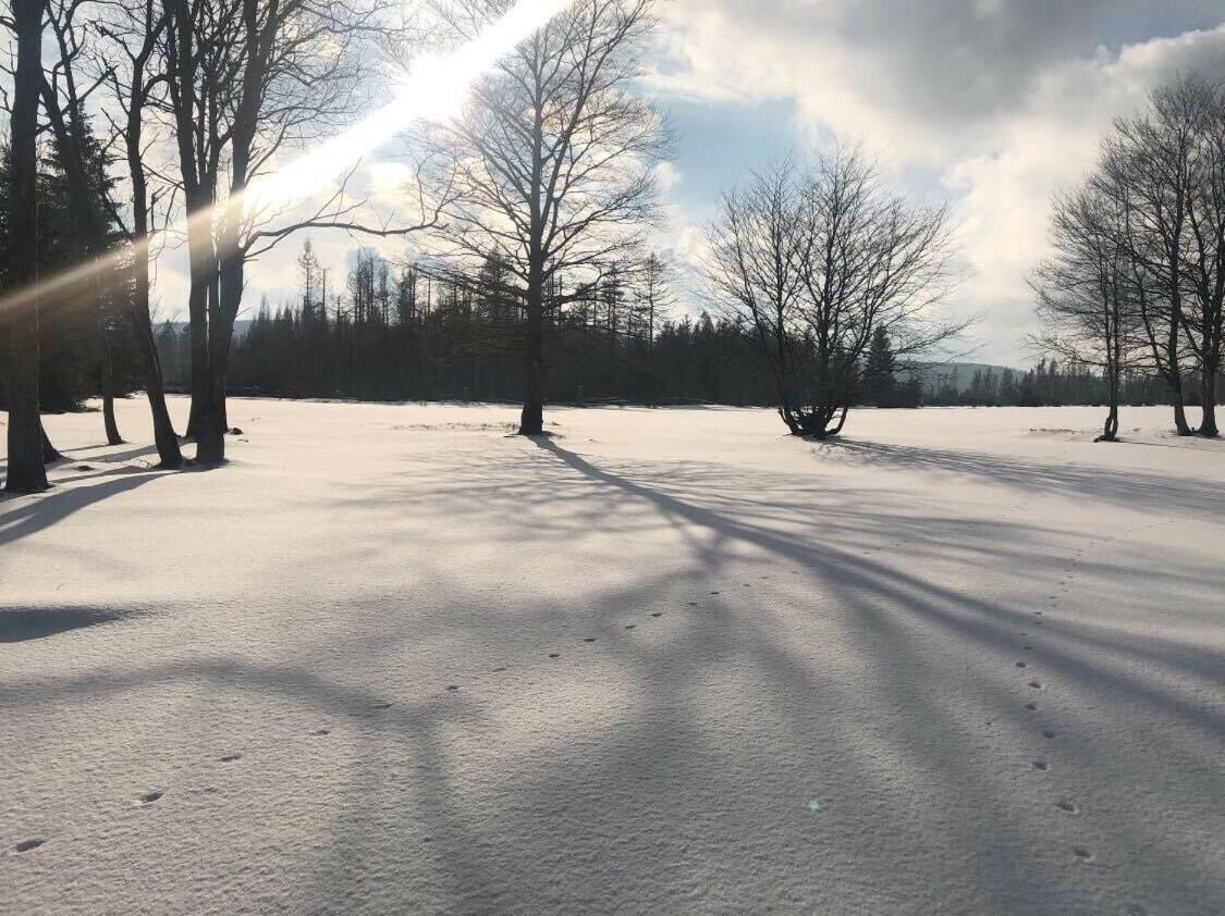 Altes Forsthaus Koenigskrug Lejlighed Braunlage Eksteriør billede